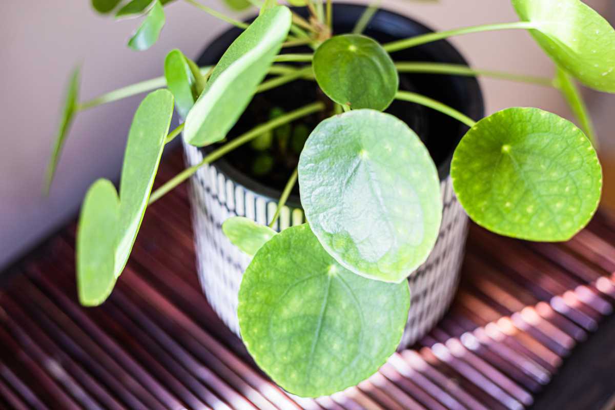 A Chinese money plant  in a striped pot. 