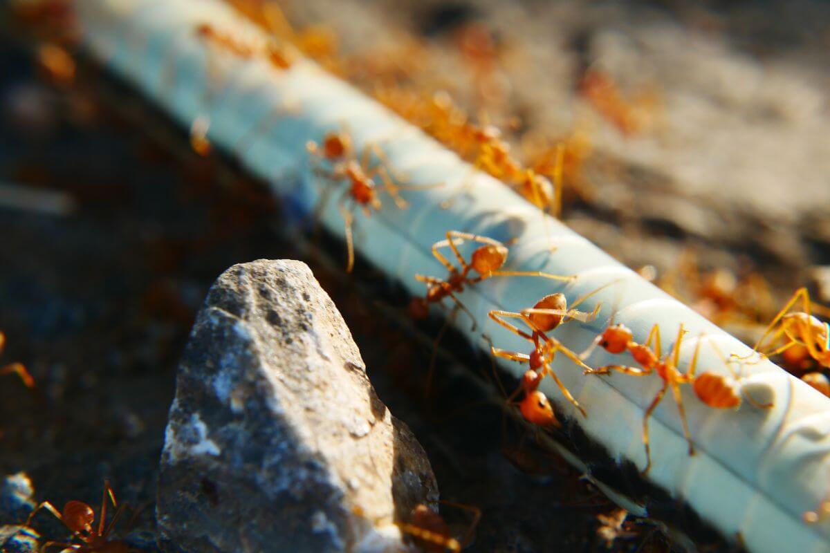 Close-up image of several fire ants in a garden, crawling on and around a thin, light-colored tube placed on the ground.