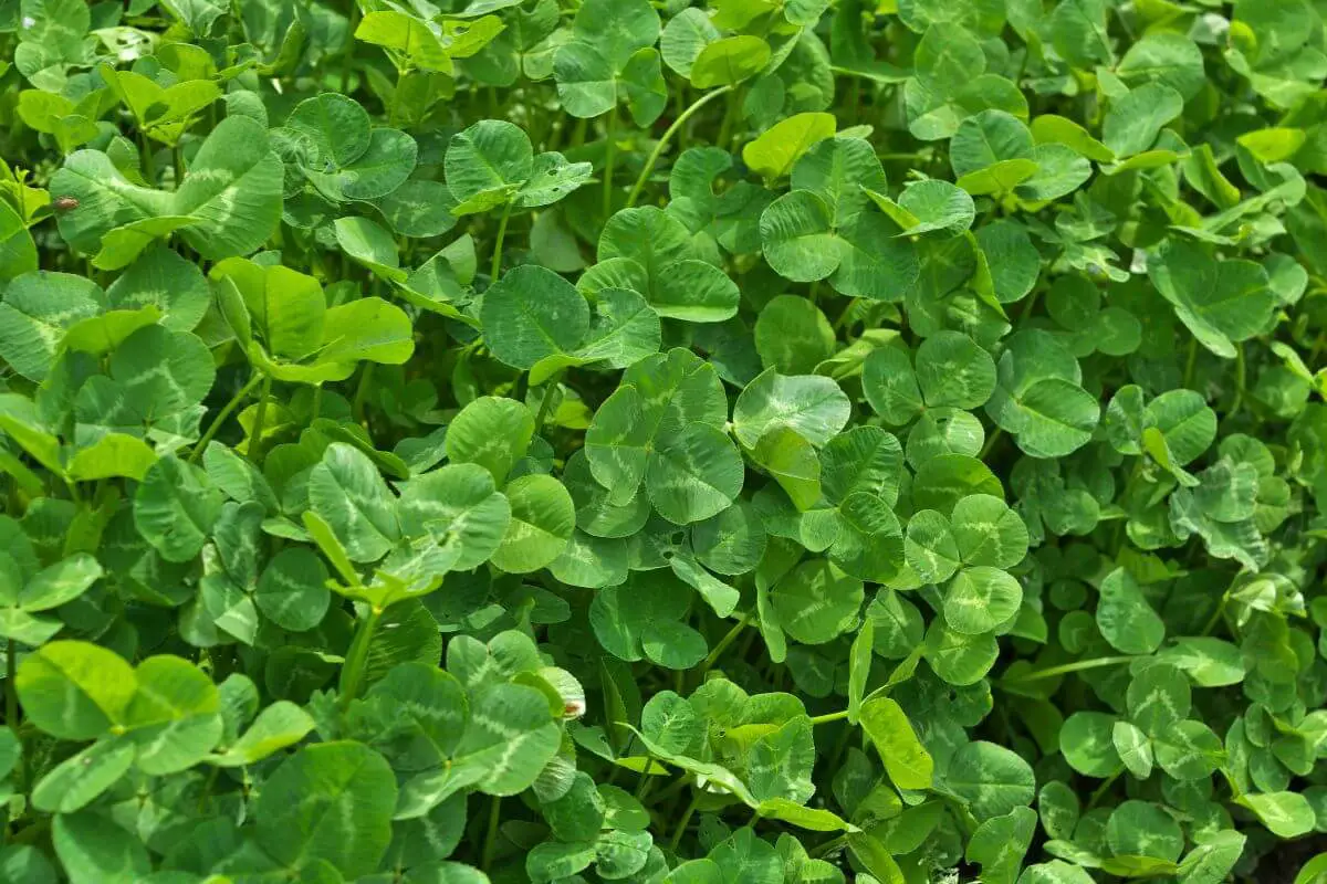 A dense patch of green clover leaves, one of the wild edible plants, some with three leaves and others with four.