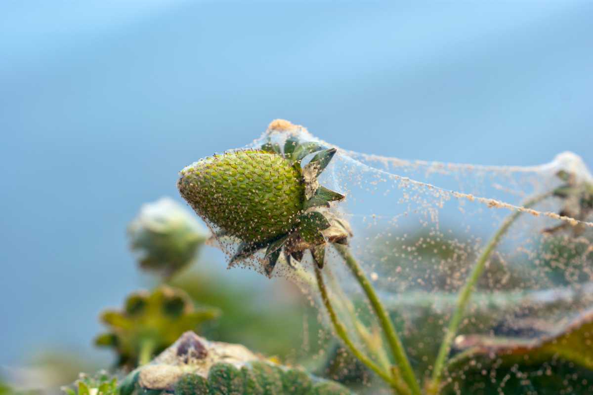 An unripe hydroponic strawberry covered in a thin layer of web-like material from spider mites.