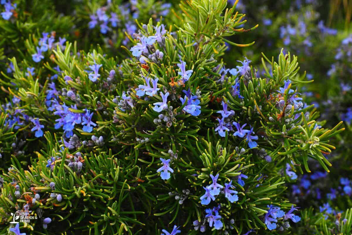 Companion Planting - Rosemary On Garden