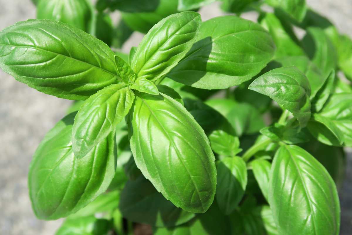 Fresh green basil leaves. The leaves are vibrant and lush, with a smooth texture and prominent veins. 