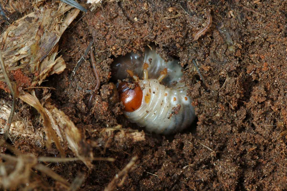 A white and brown pest burrow partially in moist, brown soil surrounded by bits of roots and organic material. 