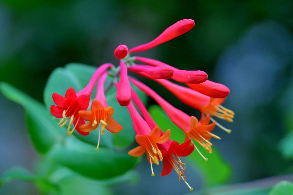 Vibrant red and orange honeysuckle flowers, one of the edible wild flowers, with long tubular petals blooming among lush green leaves.
