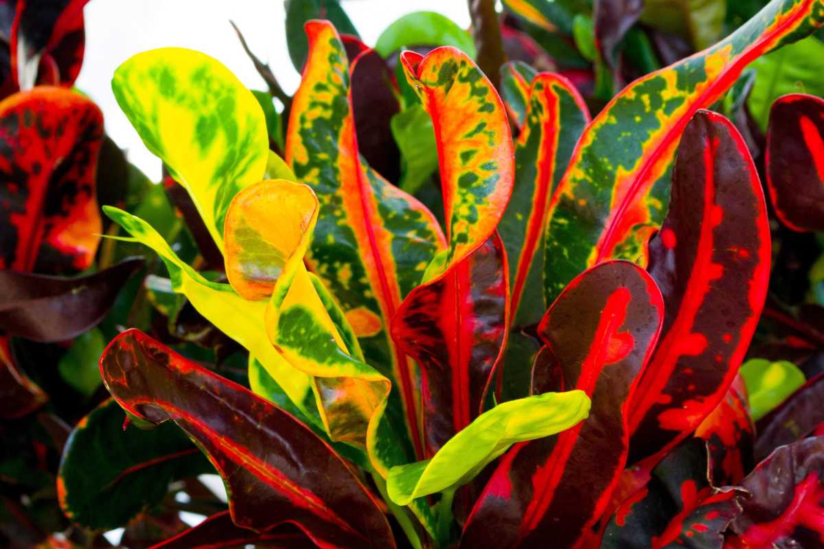 A vibrant croton plant leaves displaying a stunning variety of colors, including shades of green, yellow, red, and dark purple. 