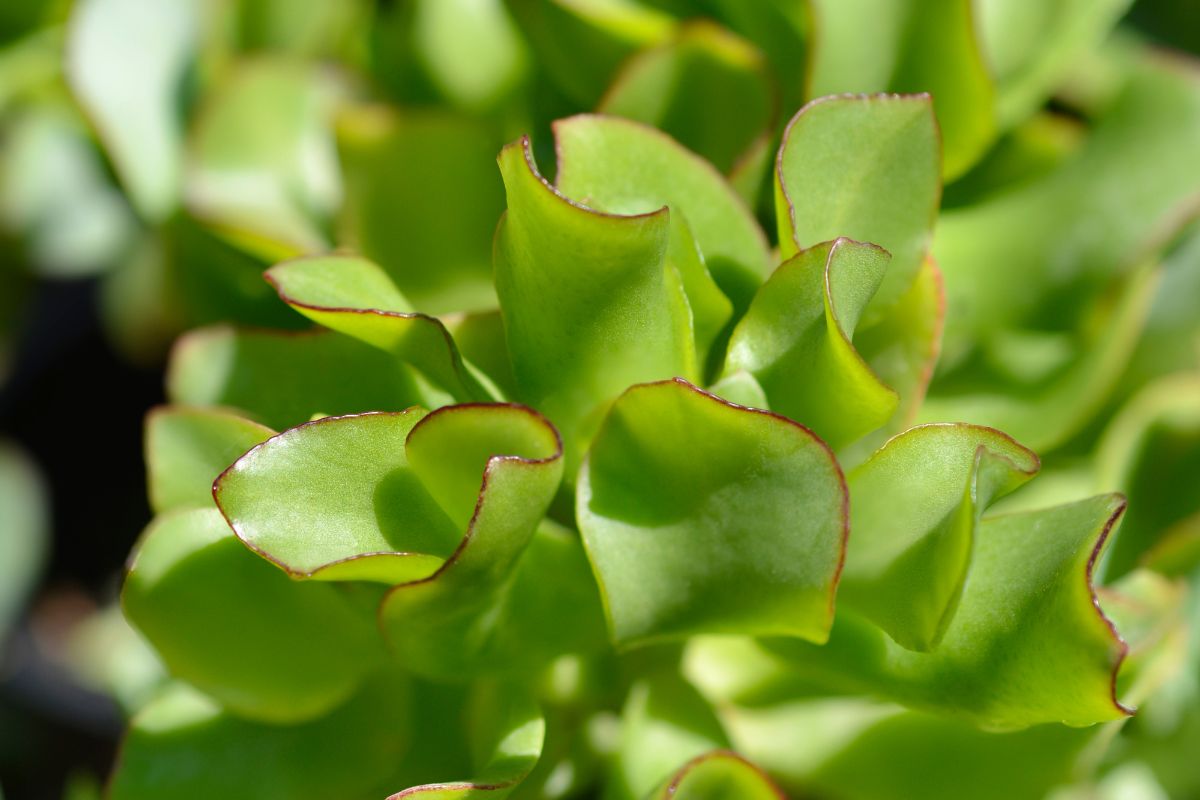 Close-up image of green curly jade plant leaves with curved edges and reddish tips.