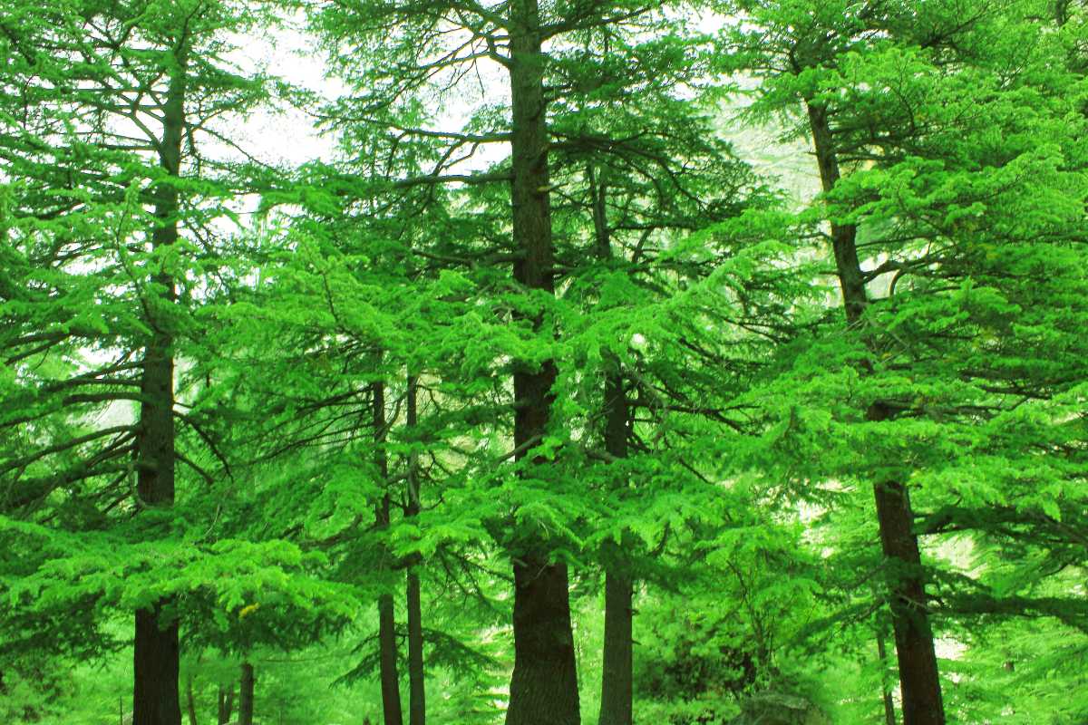 A lush, dense forest with tall evergreen trees, their branches rich with green foliage. 