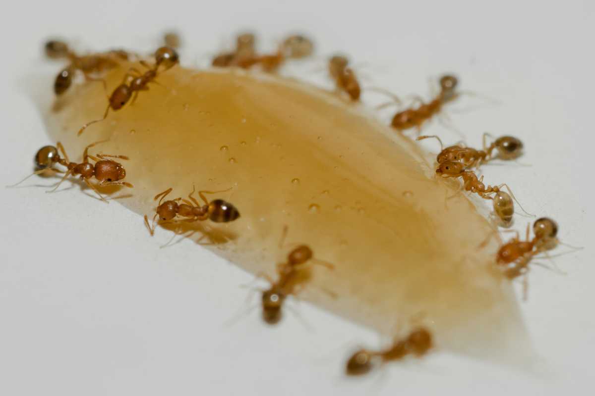 Several ants clustered around a honey on a white surface. 