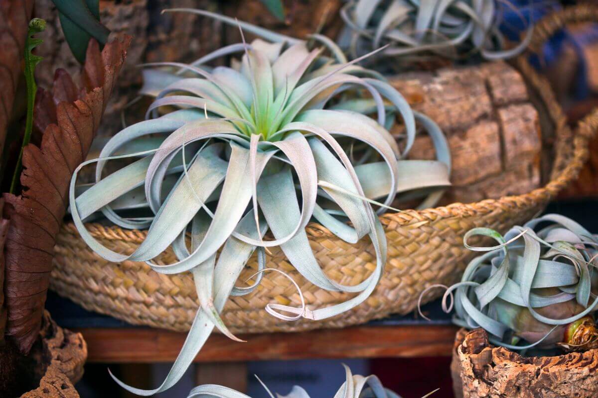 A close-up of a large, silvery-green air plant with long, curling leaves displayed in a woven basket.