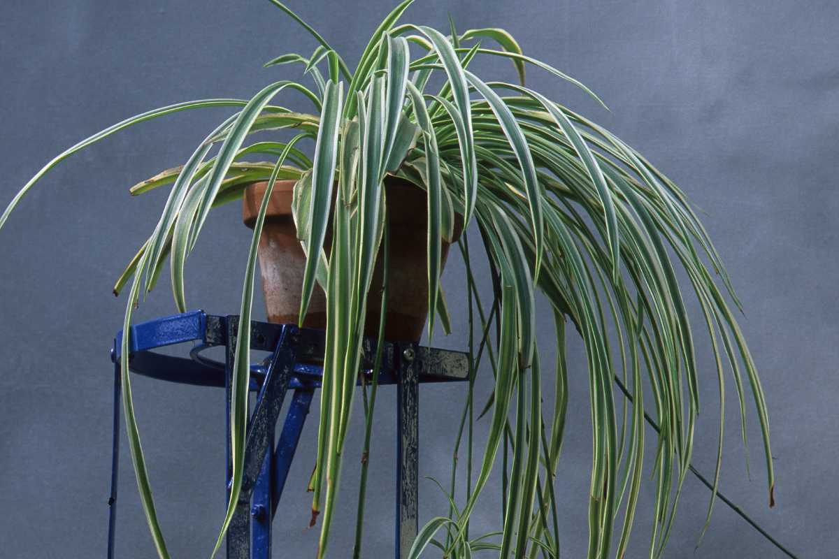 A spider plant with long, arching green and white striped leaves is potted in a brown terracotta pot. 