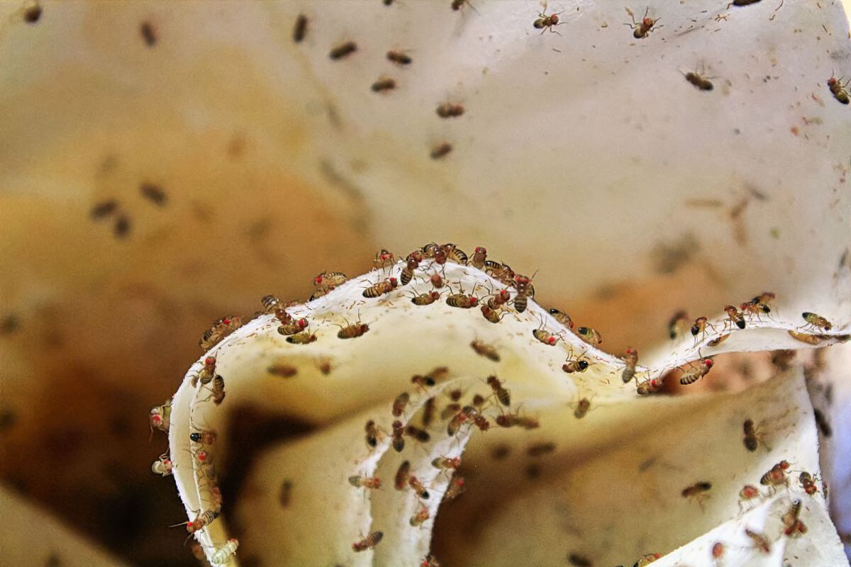 A close-up view of numerous small fruit flies clustered on the edges and inner surfaces of a folded fabric.