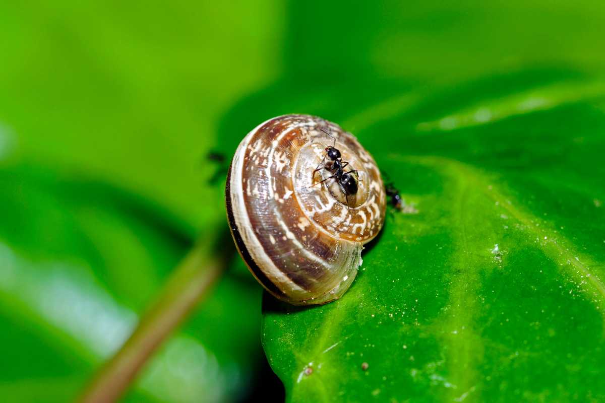 A small black ant is walking on the shell of a snail that is resting on a vibrant green leaf. 