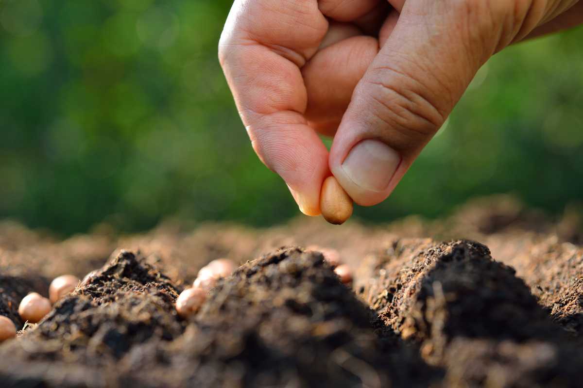 Close-up of a hand planting a seed in soil, with several other seeds already in the ground in the background.