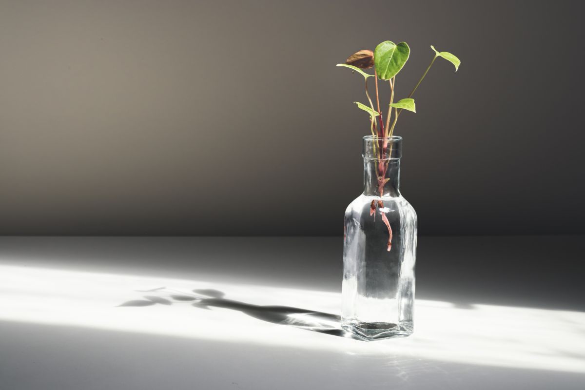 An anthurium growing in a recycled bottle filled with water.