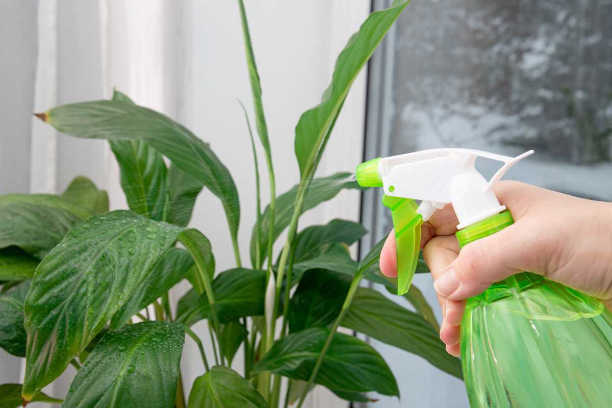 A hand holds a green spray bottle with water and liquid fertilizer, misting it onto the leaves of a lush indoor plant with broad green leaves.