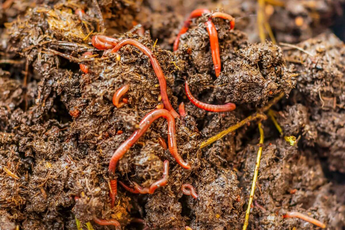 Close-up of numerous red worms wriggling through dark, moist soil and organic matter, illustrating the natural decomposition process.