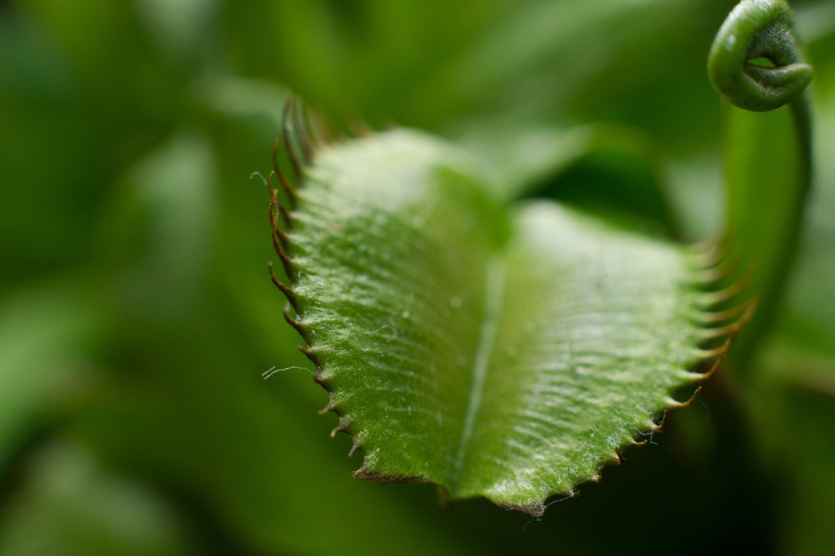 Close-up image of a green Venus flytrap plant with serrated edges.