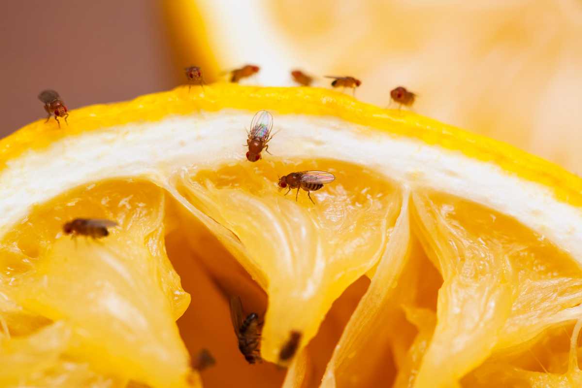 Several small fruit flies on the cut surface of a lemon. 