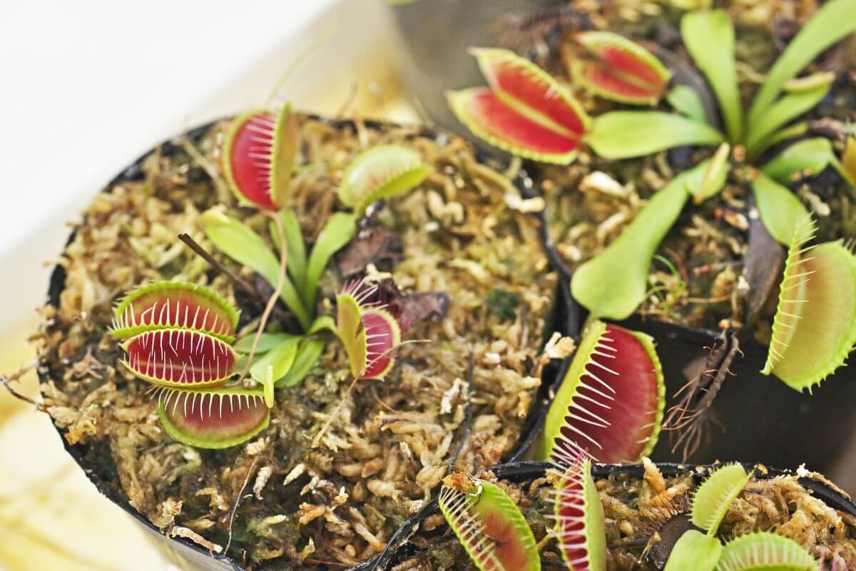 Close-up view of several Venus flytrap plants in small pots, showcasing their distinctive green and red hinged leaves designed to trap insects.