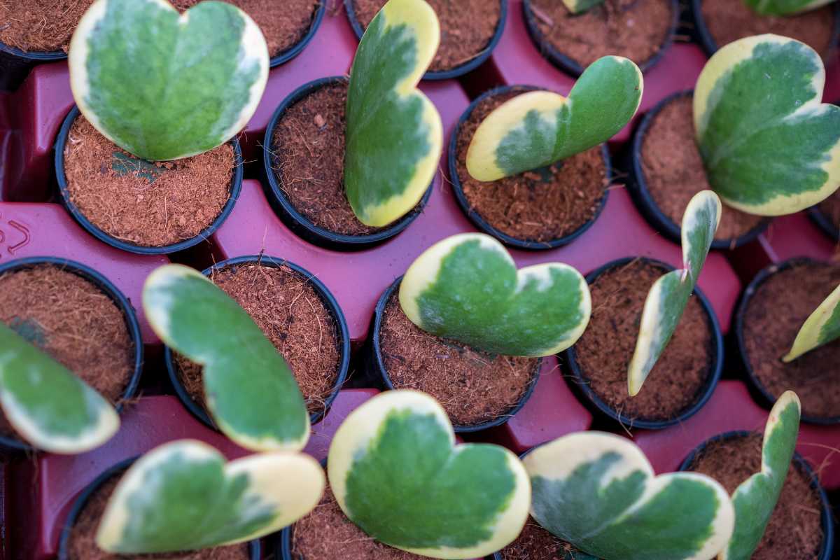 Hoya lucky heart arranged in a grid pattern. Each plant has heart-shaped leaves with a green center and edged in pale yellow. 