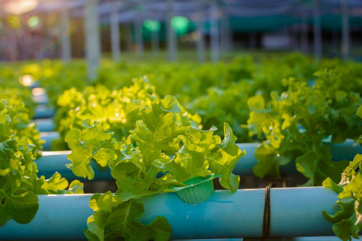 A hydroponic farm with rows of vibrant green lettuce growing in nutrient-rich water suspended in blue pipes.