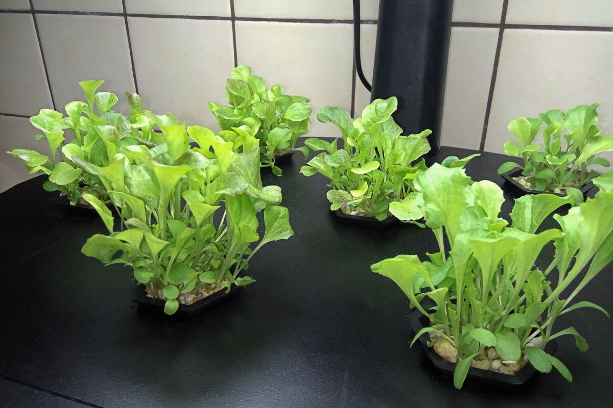 An indoor vegetable garden with an aeroponics system setup growing multiple bunches of vibrant green lettuce plants in a black container.