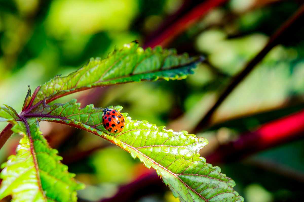 A vibrant orange ladybug with black spots crawls along the edge of a bright green leaf.