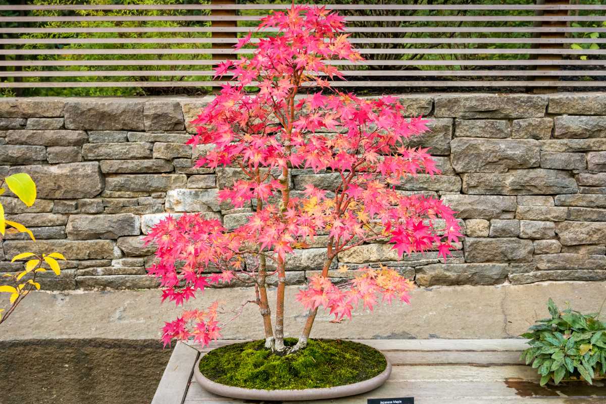 A beautiful japanese maple bonsai tree with red and pink foliage, one of the popular bonsai trees, is displayed in a round pot covered with green moss. The background features a stone wall and horizontal wooden slats.