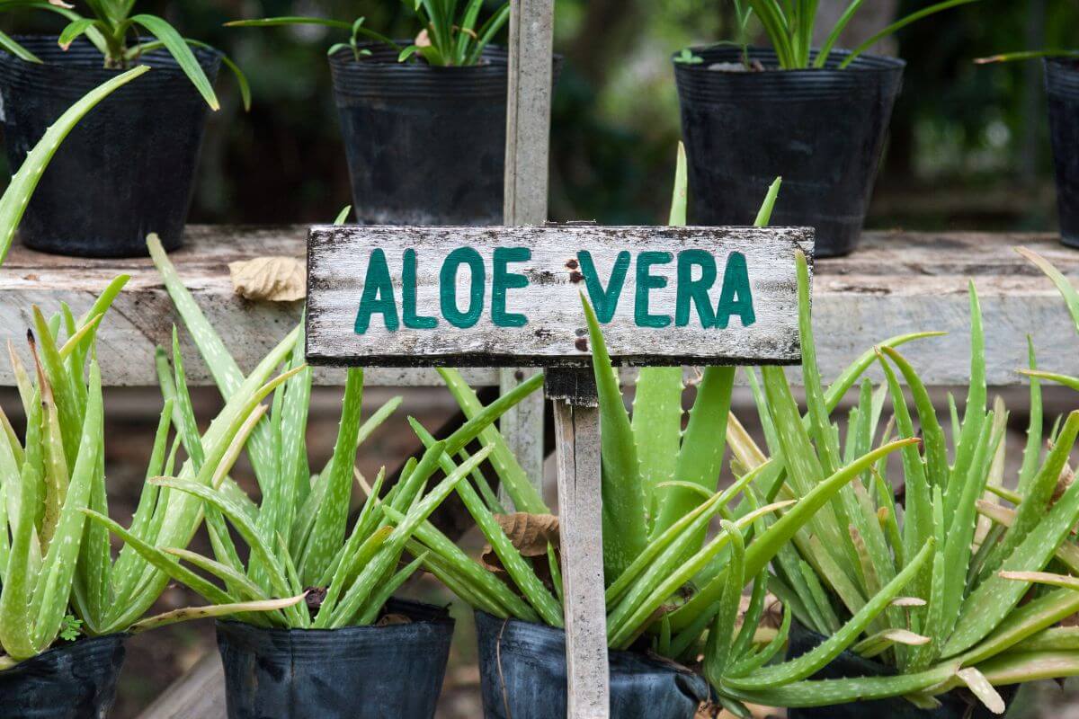 Multiple potted aloe vera plants placed on a wooden shelf with a rustic sign labeled "Aloe Vera" in green letters, surrounded by lush greenery.