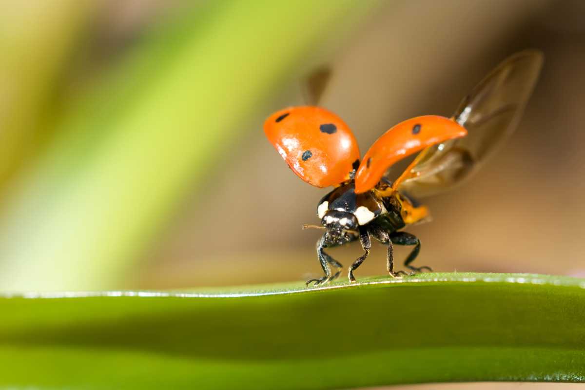 A ladybug about to take flight, with its red wings spread open revealing its inner wings. 