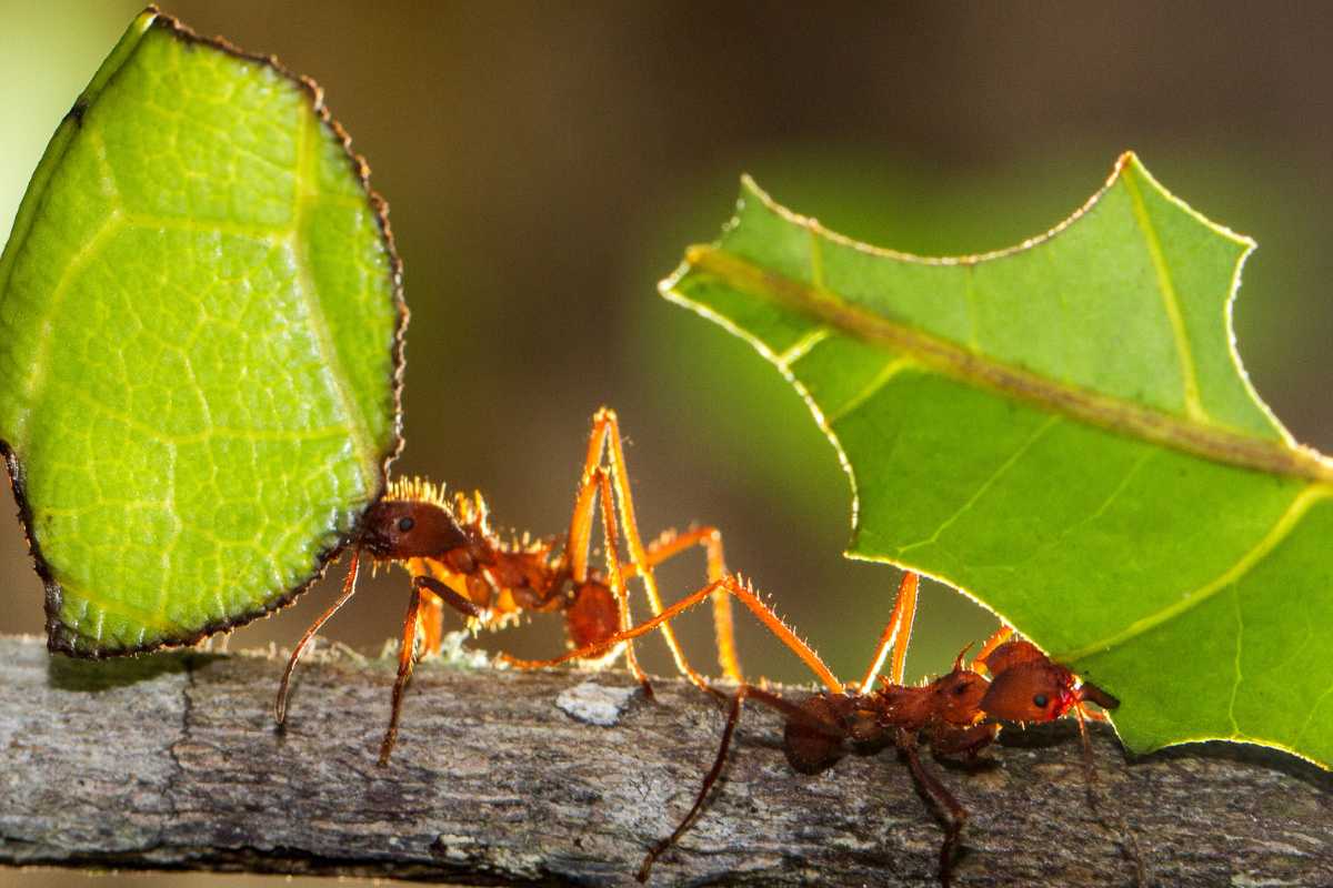 Two leafcutter ants are carrying green leaves on a branch. 