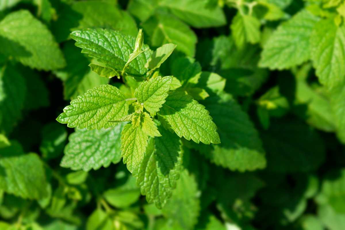 A cluster of green lemon balm leaves, likely from a mint plant known to repel mosquitoes, with sunlight casting shadows.