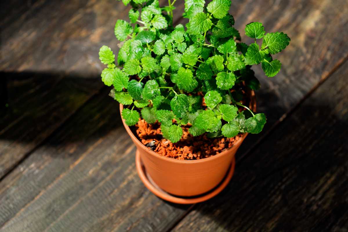 A potted lemon balm plant with vibrant green leaves sits on a wooden surface.