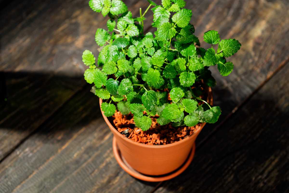 A small green lemon balm plant with vibrant, serrated leaves grows in a brown plastic pot filled with soil, placed on a wooden surface. 