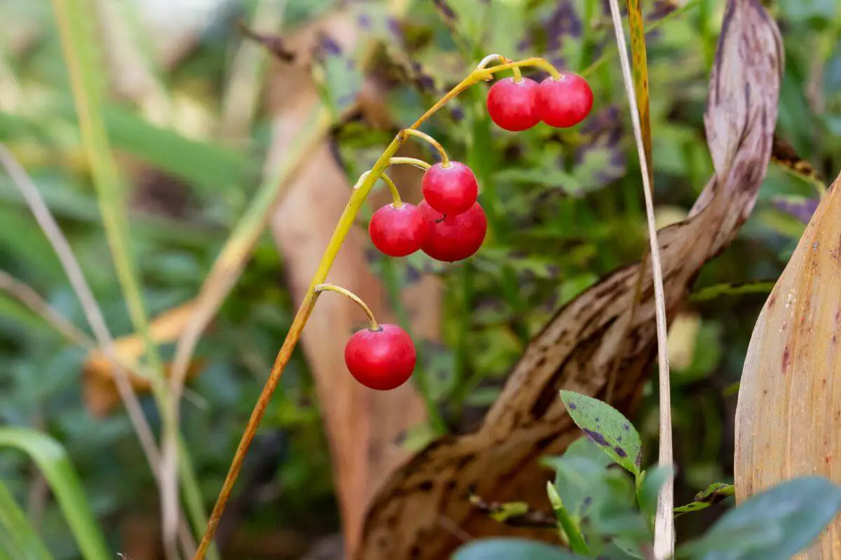 A small cluster of lily of the valley berries, one of the red poisonous berries, hanging from a thin, curved stem.