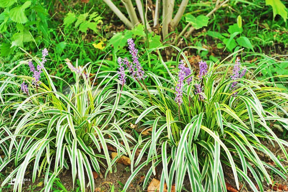 Liriope Plants