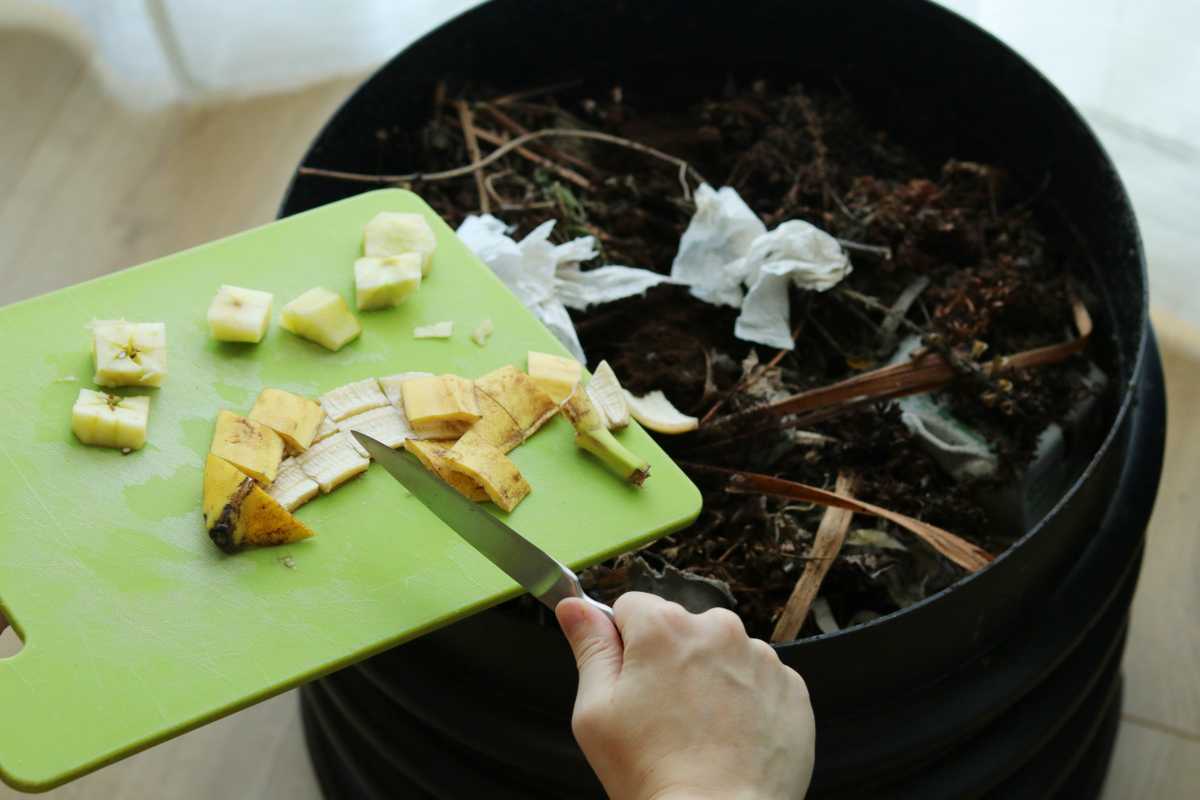 A person's hand holds a green chopping board with banana pieces over a worm compost bin. 