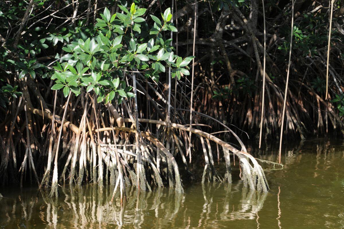 A group of mangrove trees with long, prominent aerial roots extending into the water. The greenish water and shaded areas under the trees create a mix of light and dark patches.