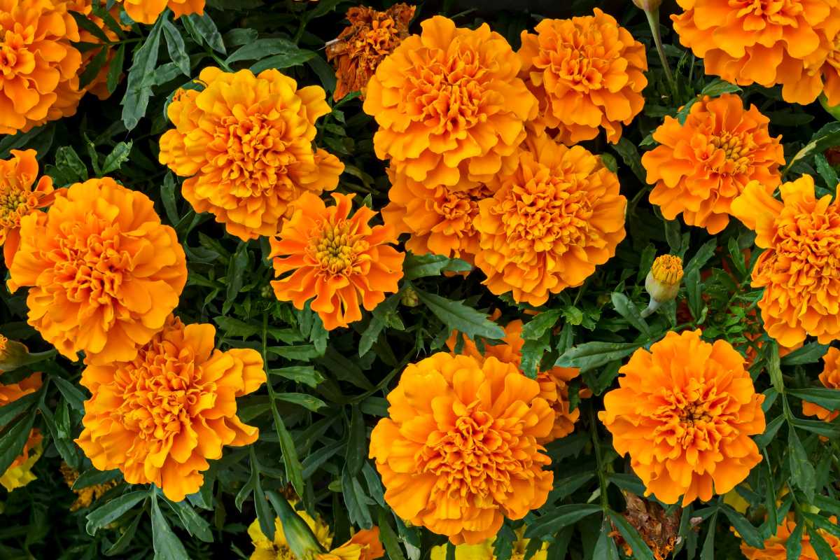 Bright orange marigold flowers in full bloom are clustered together.