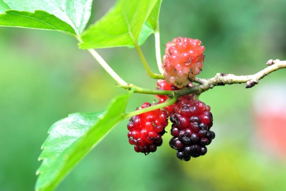A branch with ripe and unripe mulberries, one of the edible wild berries.