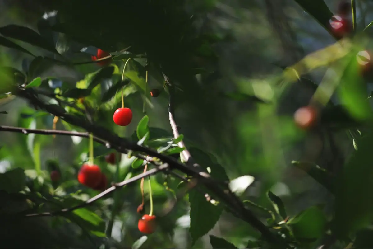 Several nanking cherries, one of the red edible berries, hanging from thin branches amid lush green foliage.