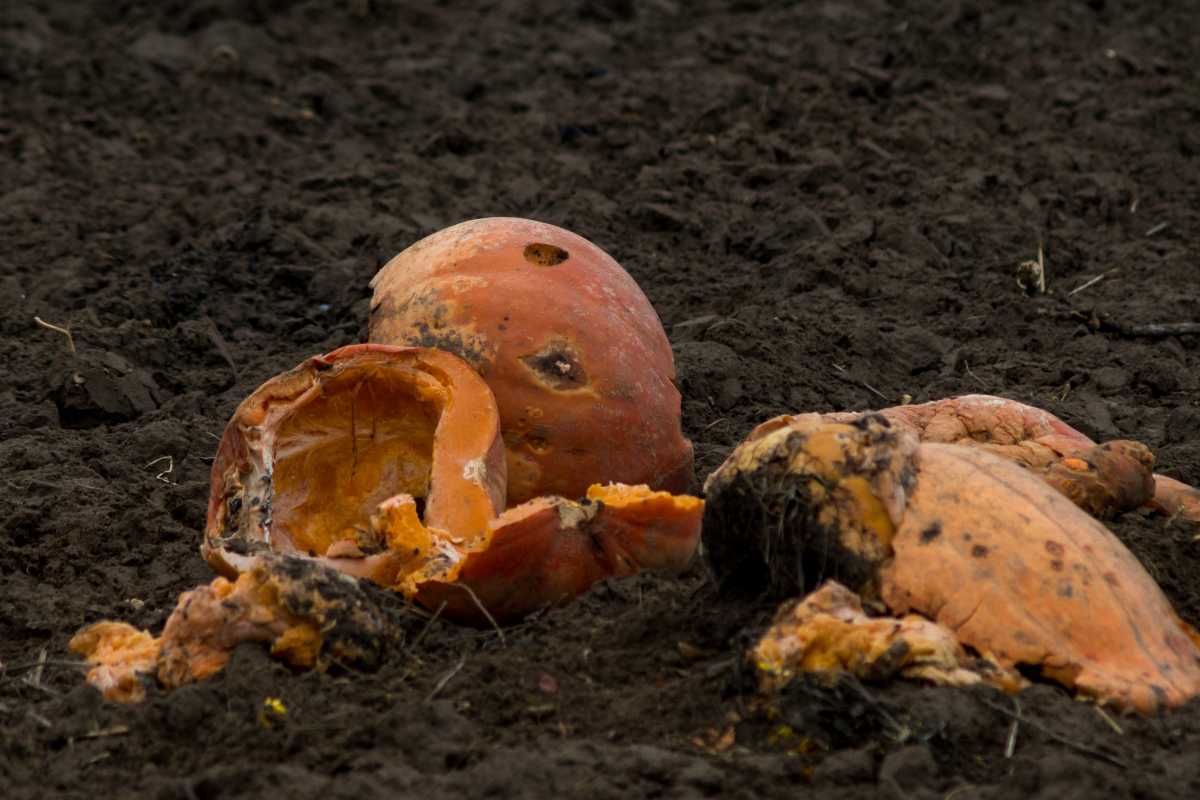 A few rotting pumpkins are scattered on dark, rich soil. One pumpkin is intact but discolored, while the others are broken open.