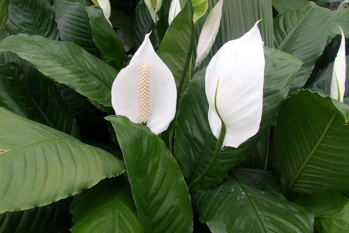 A lily flowers with green foliage.