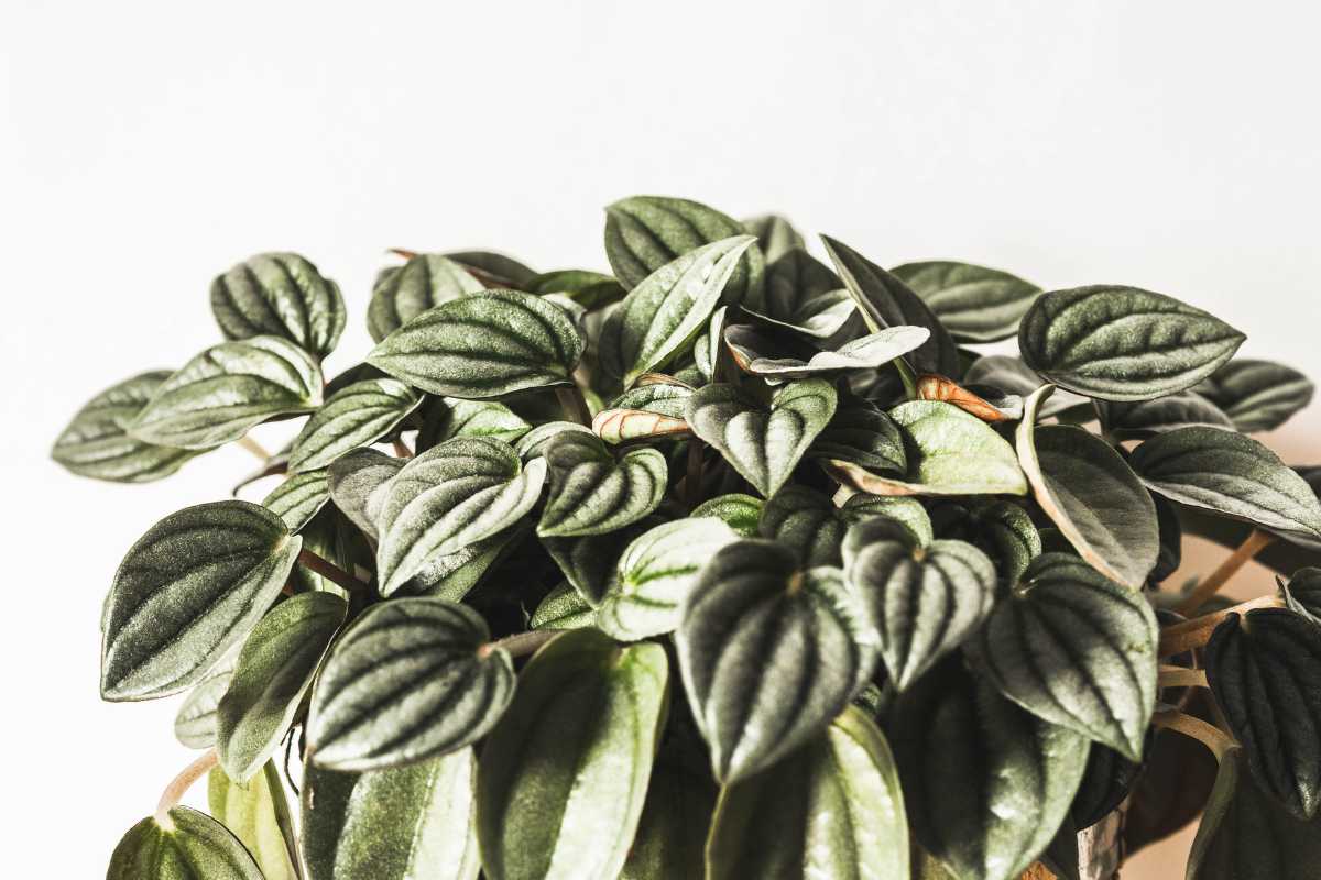 Green peperomia houseplant with textured, elongated leaves featuring prominent veins. 