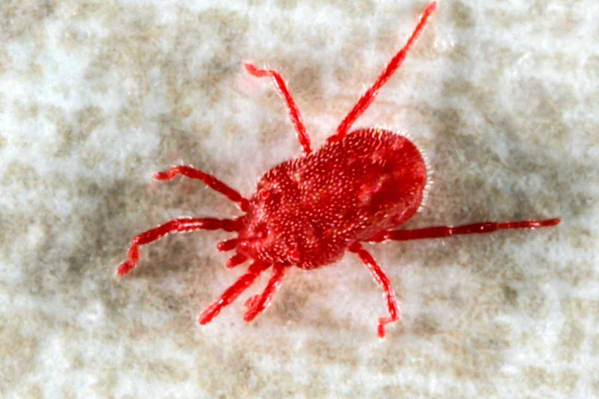 A bright red velvet mite with a textured body and multiple legs.