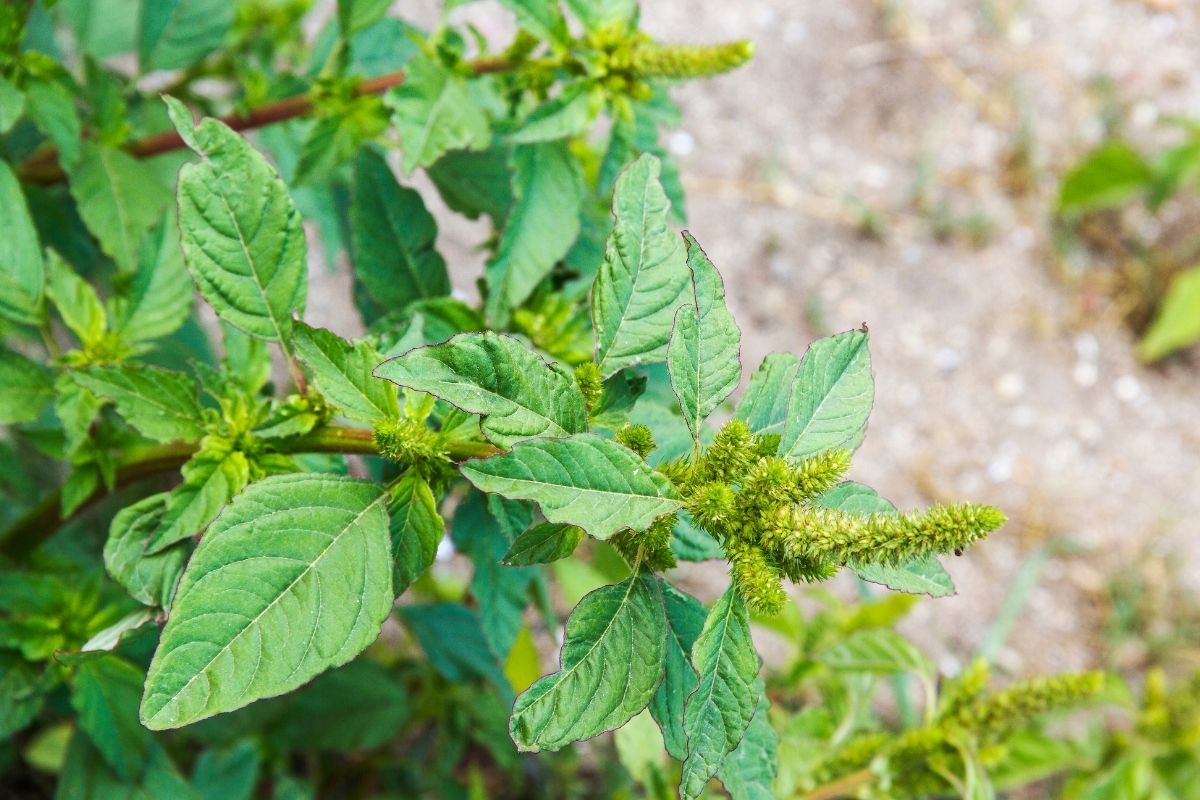 Close-up of green amaranth plant showing its broad leaves and elongated, clustered flower spikes.