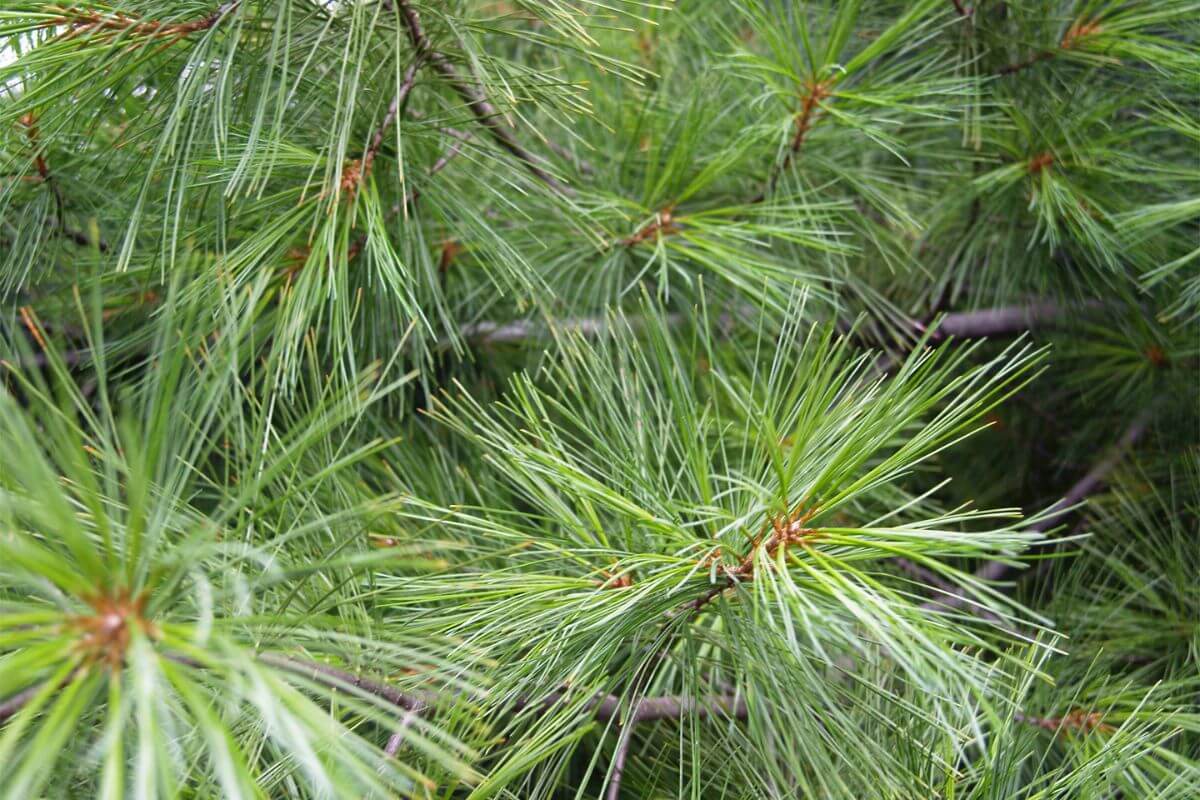 A pine tree with lush, green needles. The branches are densely packed, with long, slender needles radiating outwards. 