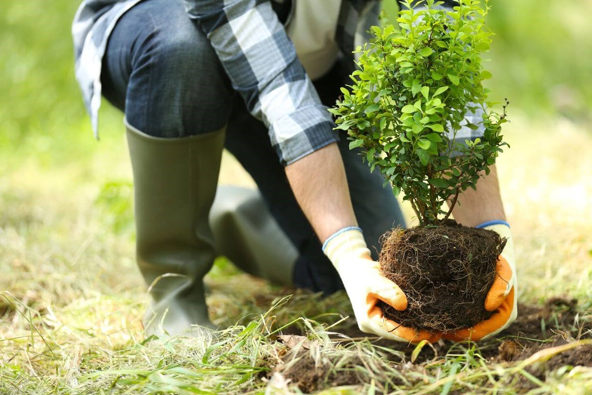 A person wearing gloves and rubber boots is planting a small tree in the ground.