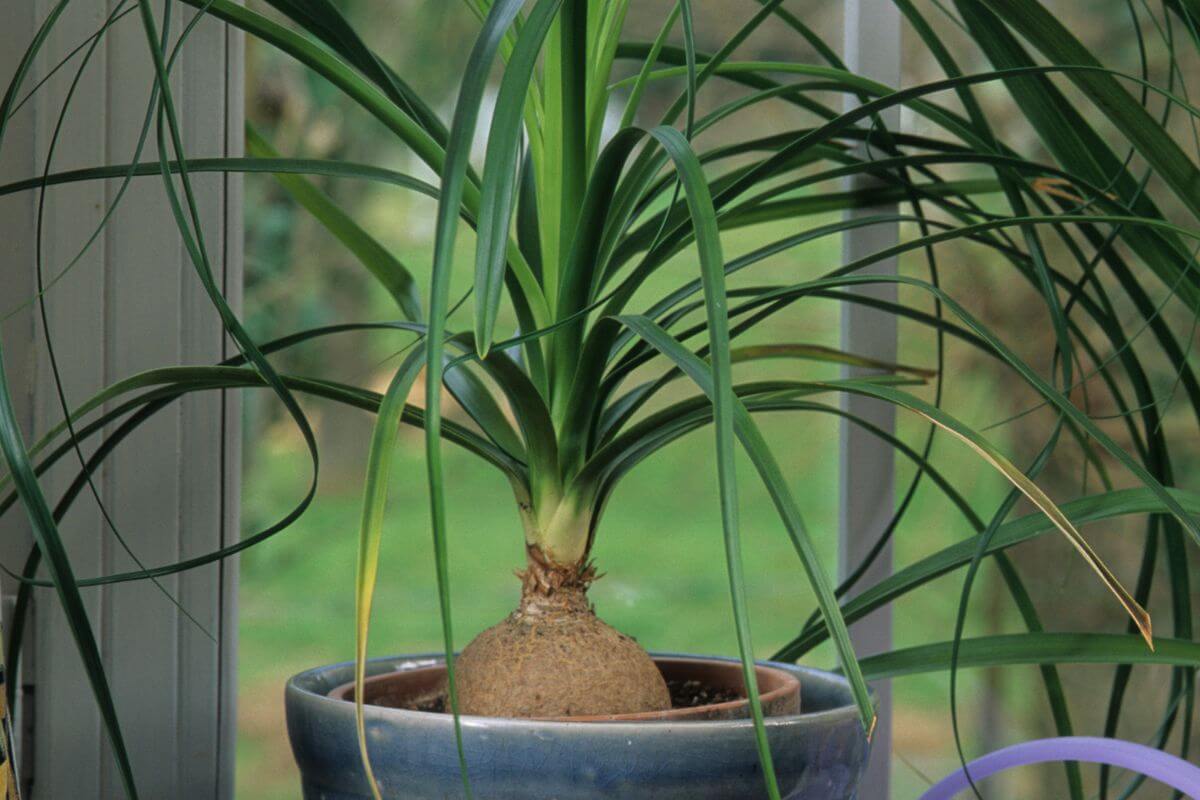 A ponytail palm with long, arching green leaves grows from a bulbous base in a blue ceramic pot.