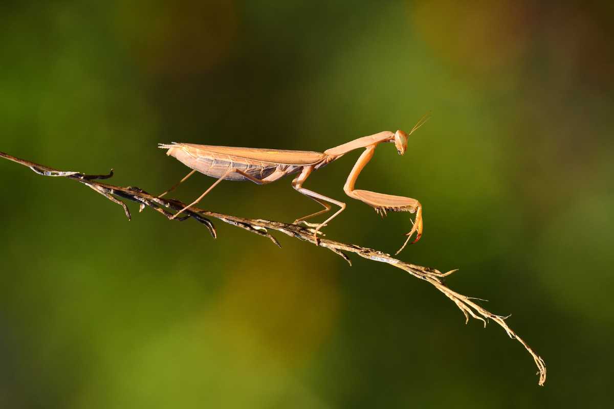 A brown praying mantis, one of nature's beneficial predatory insects, stands on a thin, curved branch with a blurred green background.